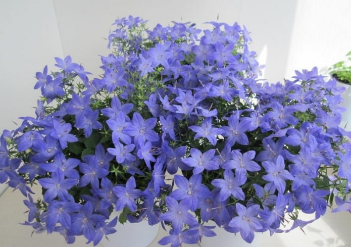 Кампанула Кампанула