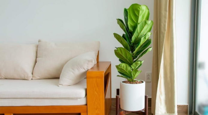 Ficus lyrata в белом горшке Ficus lyrata в белом горшке
