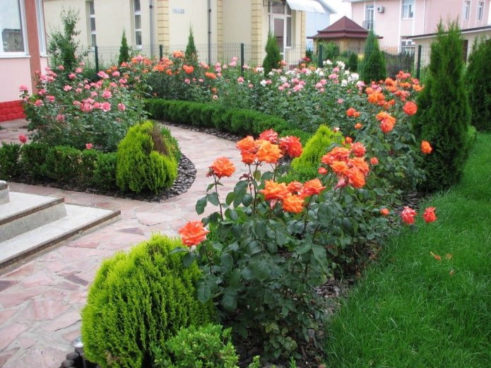 розы розы