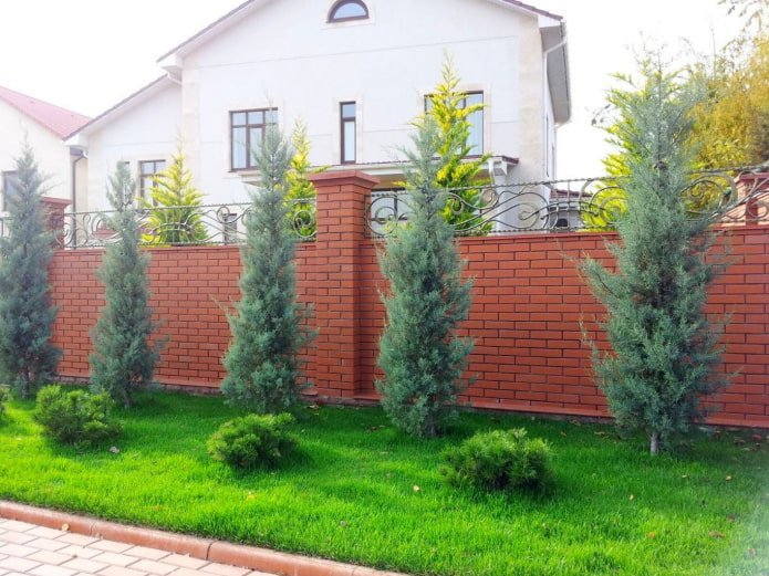 ели на участке ели на участке