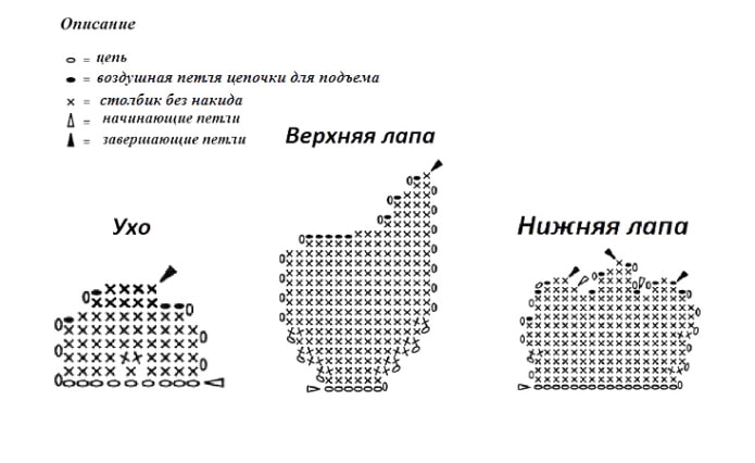 Схема лап и уха Схема лап и уха